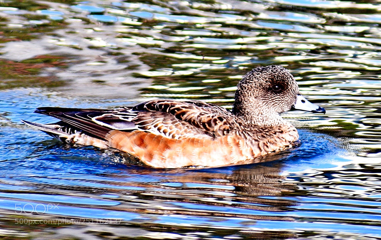 Nikon D7200 sample photo. A nice brown duck photography