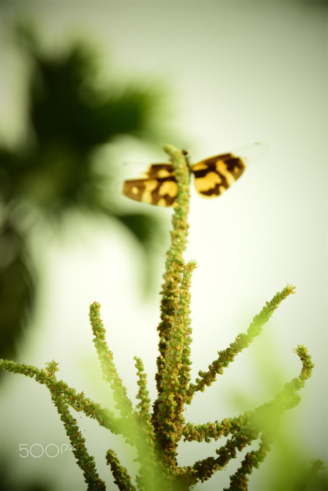 Nikon D5300 sample photo. Dragon fly 2 photography