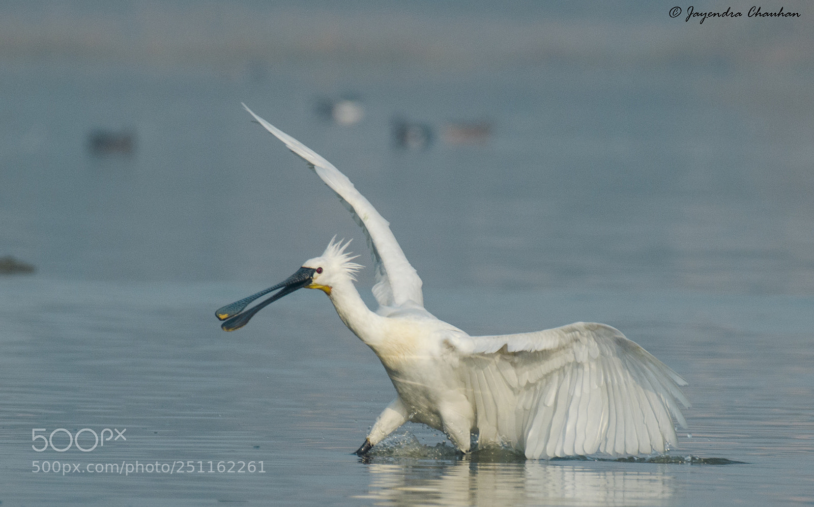 Nikon D5100 sample photo. Spoonbill photography