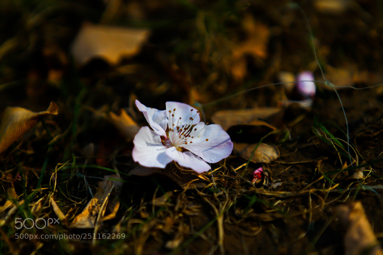 Canon EOS 500D (EOS Rebel T1i / EOS Kiss X3) sample photo. Falling flower photography