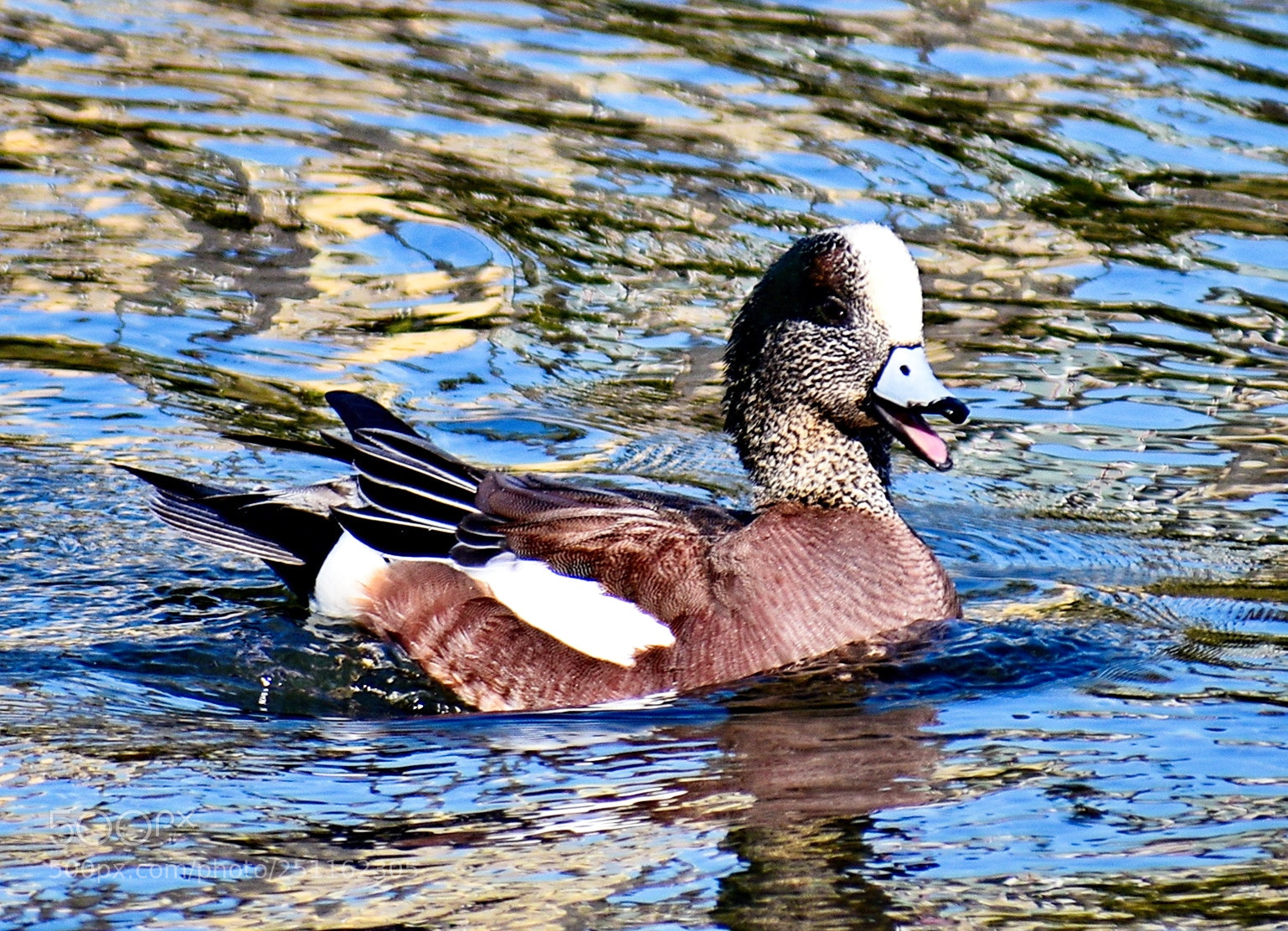 Nikon D7200 sample photo. A green duck talking photography