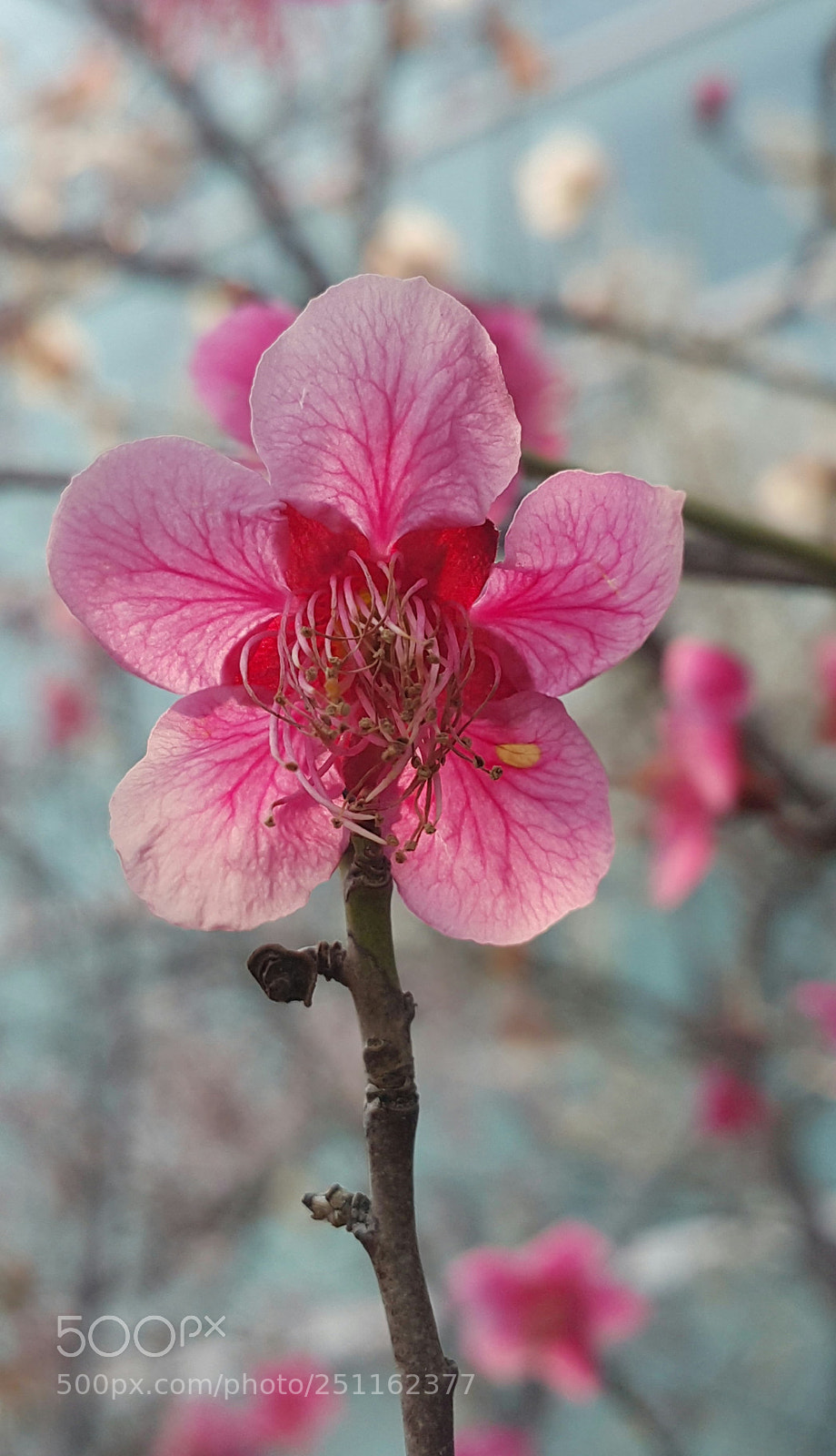 Samsung Galaxy Note4 sample photo. Spring ,at last photography