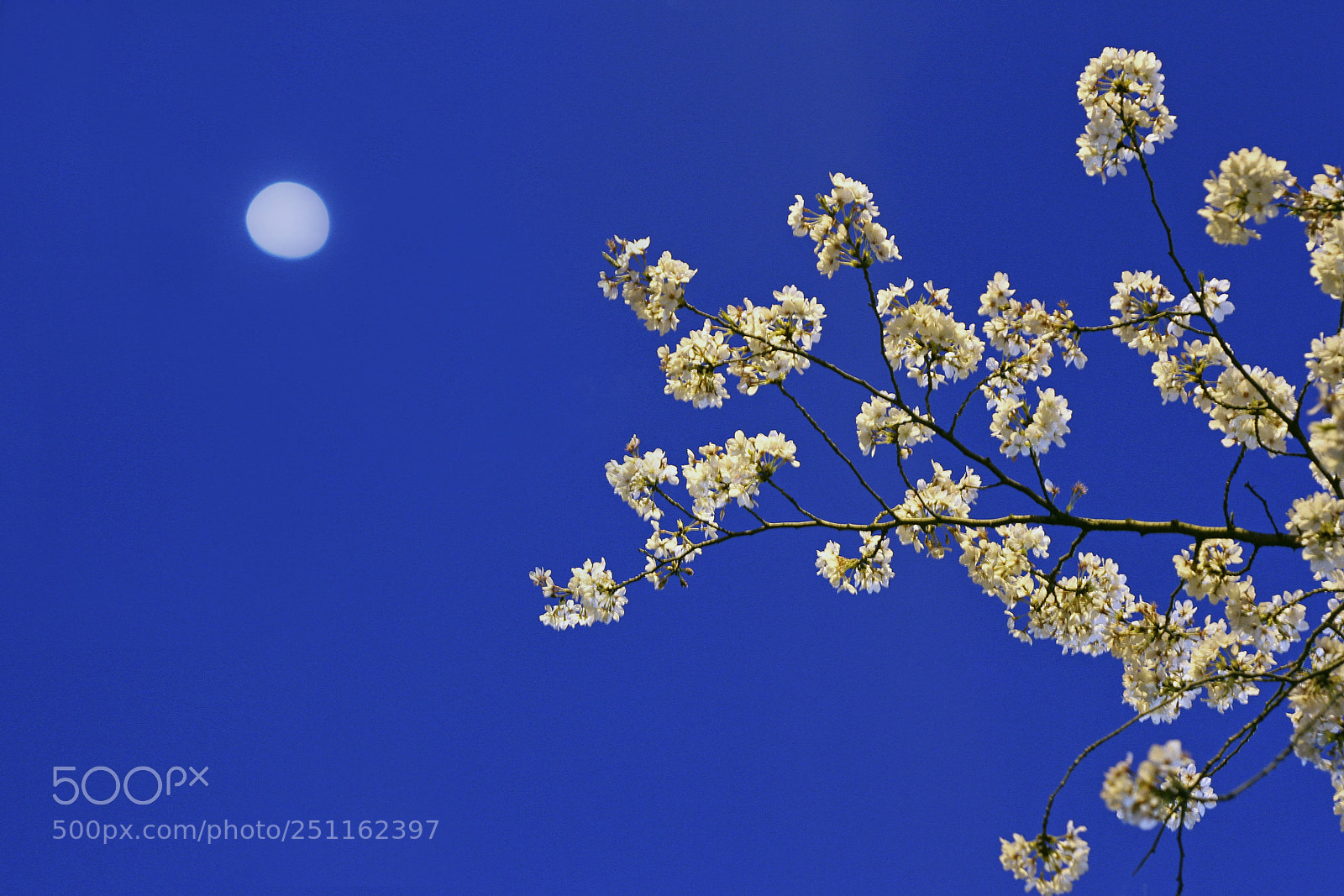 Canon EOS 7D sample photo. Sakura and moon photography