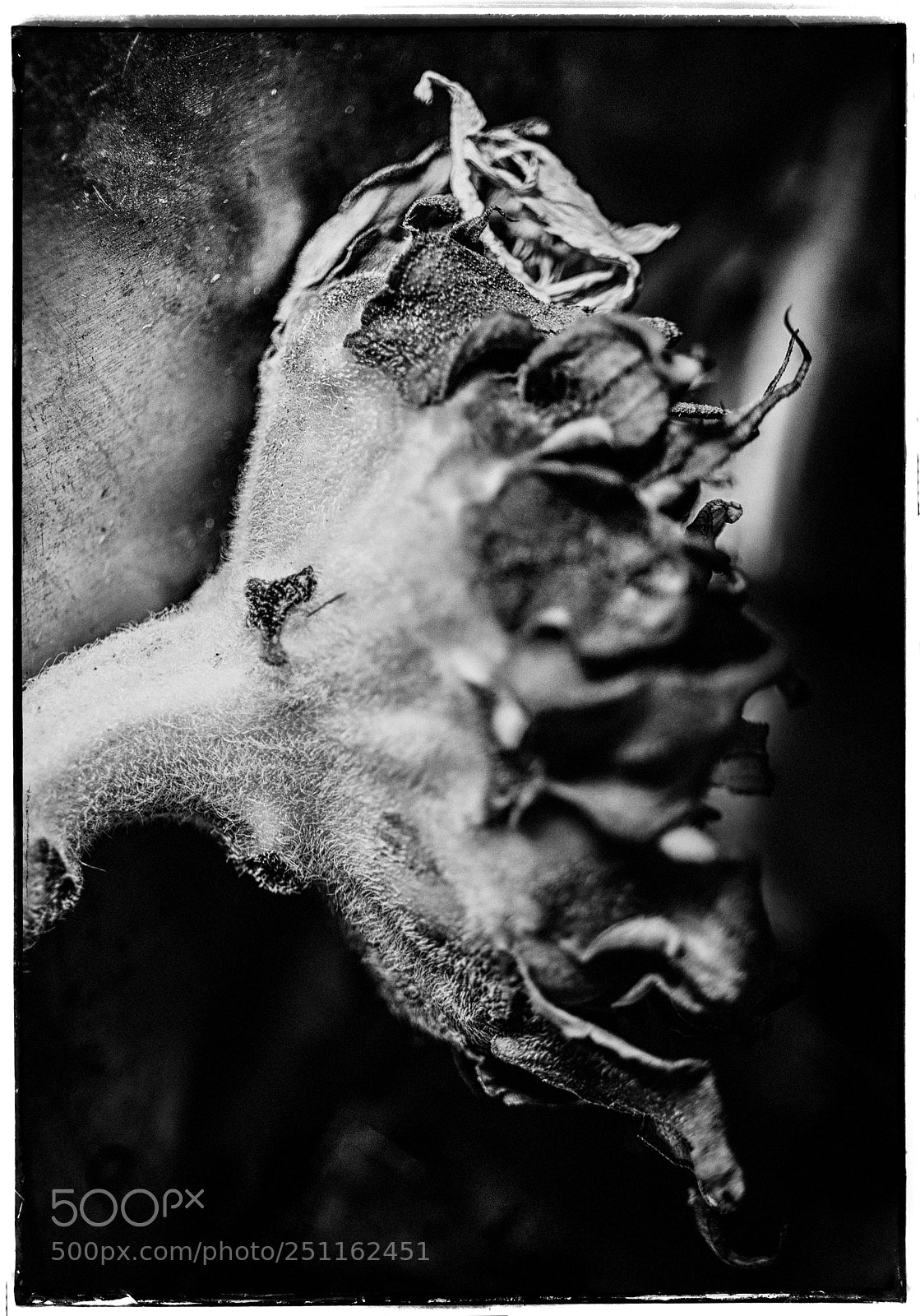 Sony a7 sample photo. Sunflower ending photography