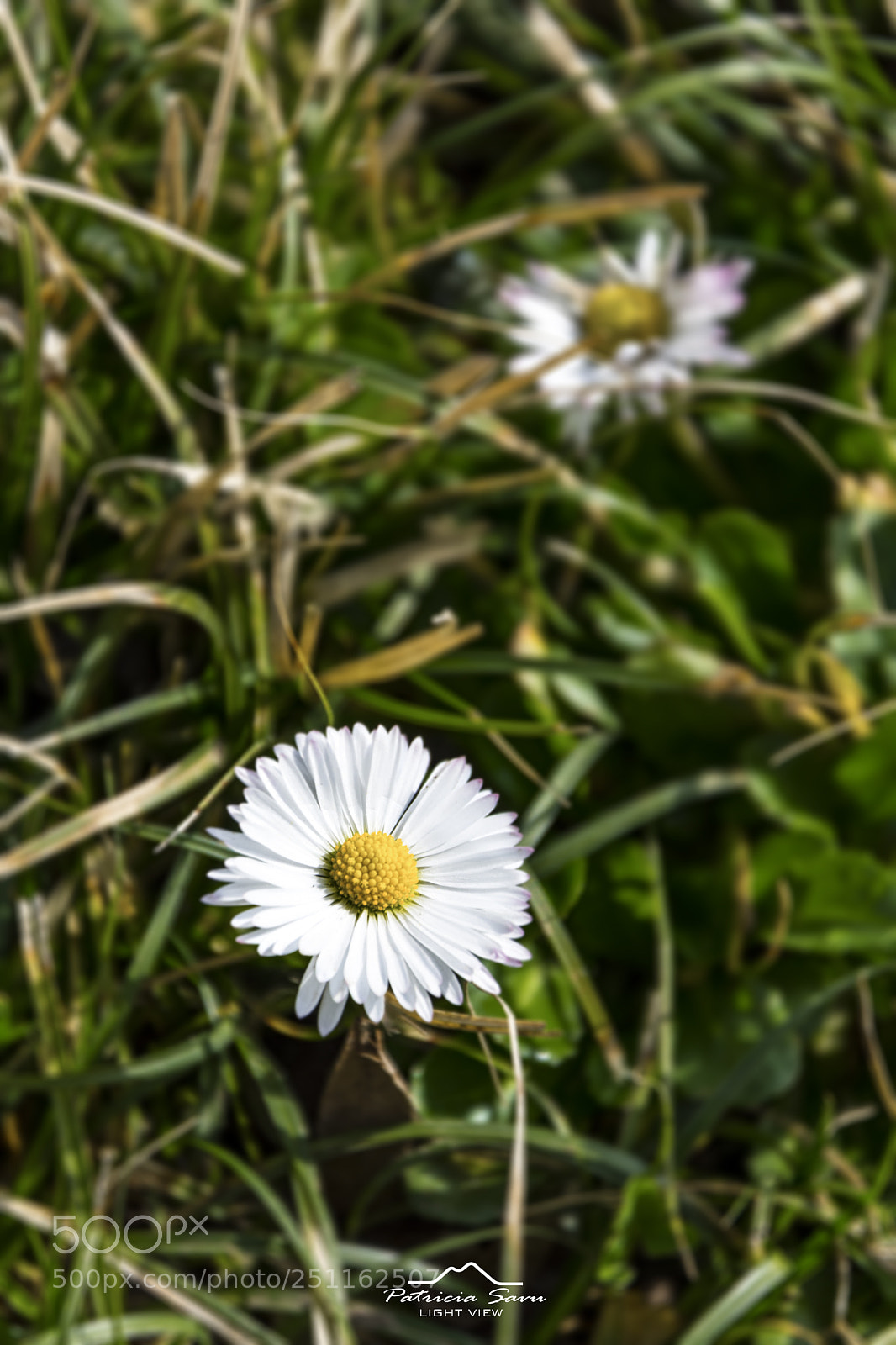 Nikon D7200 sample photo. Spring! photography