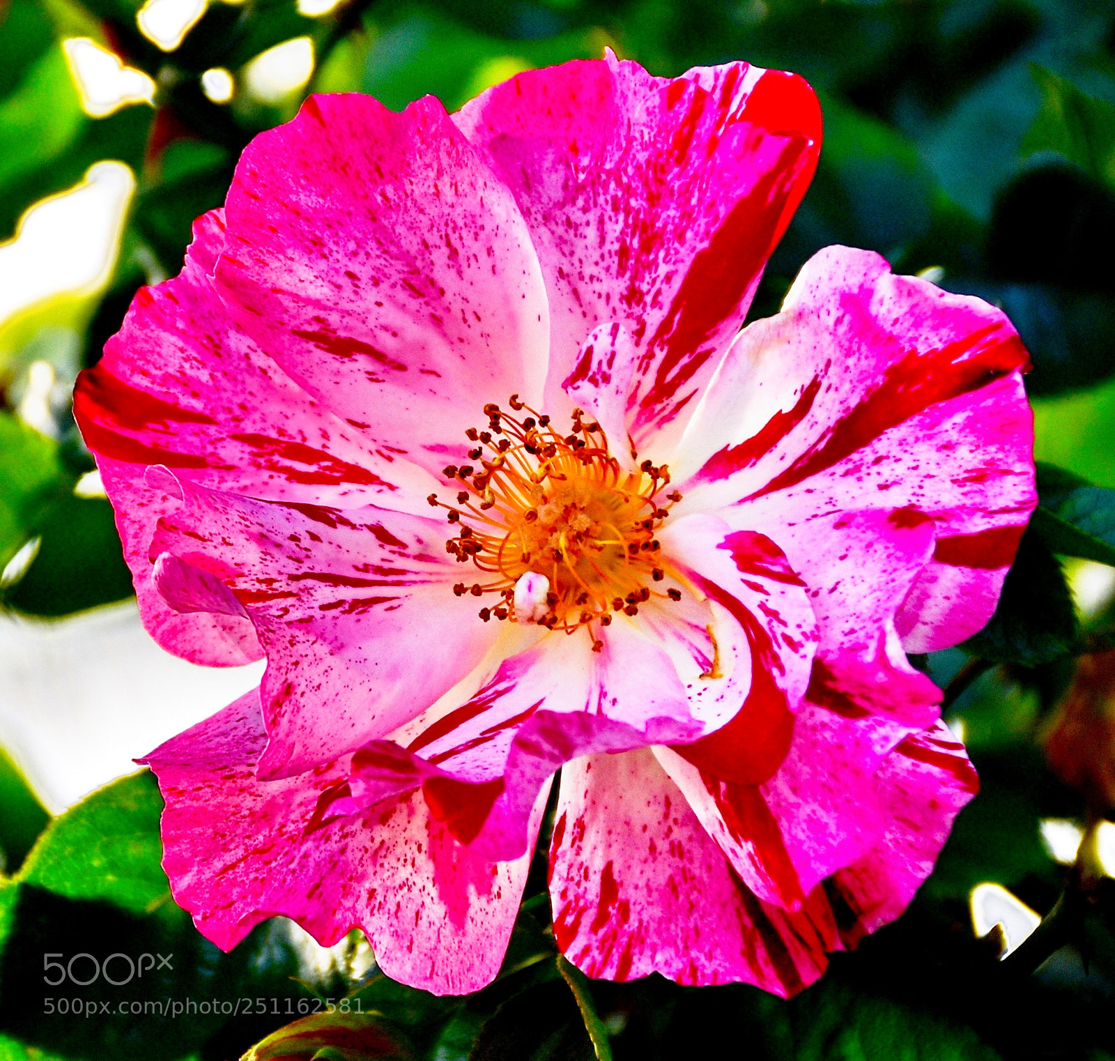 Nikon D7200 sample photo. A lovely pink carnation photography