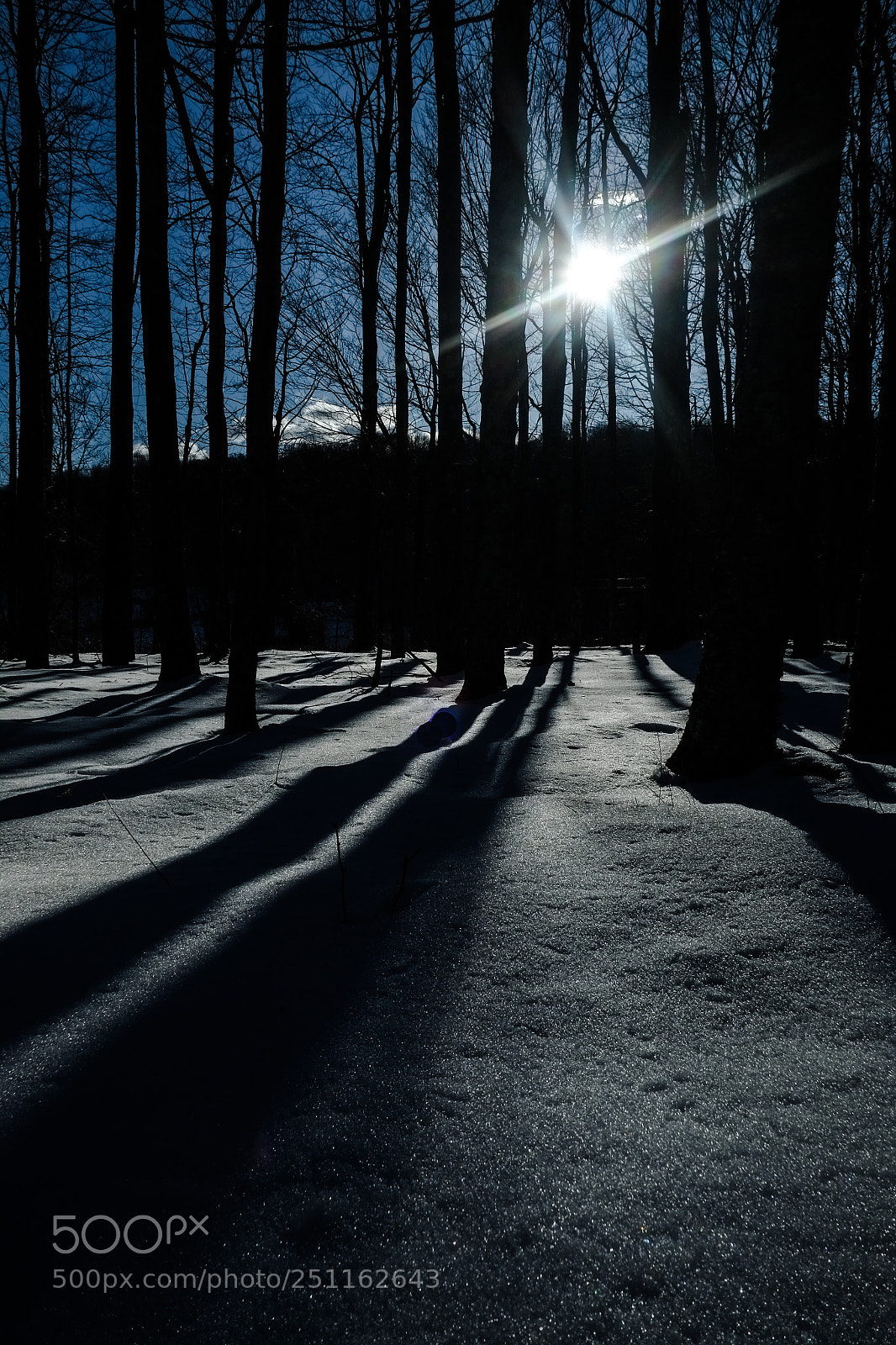 Fujifilm X-Pro1 sample photo. Trees in winter photography