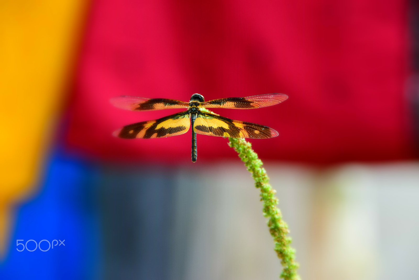 Nikon D5300 sample photo. Dragon fly 3 photography
