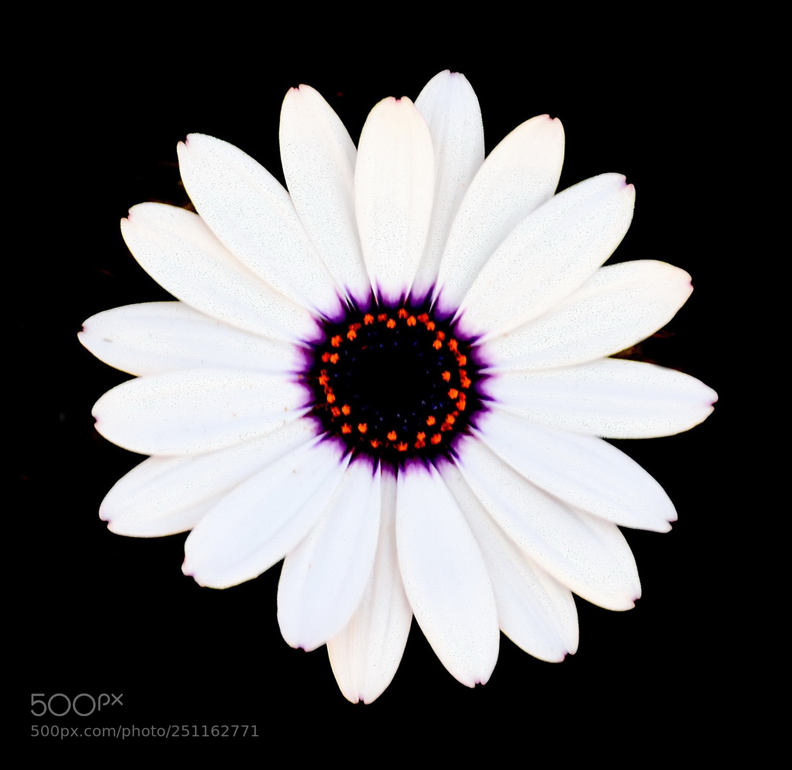 Nikon D7200 sample photo. A white and purple photography