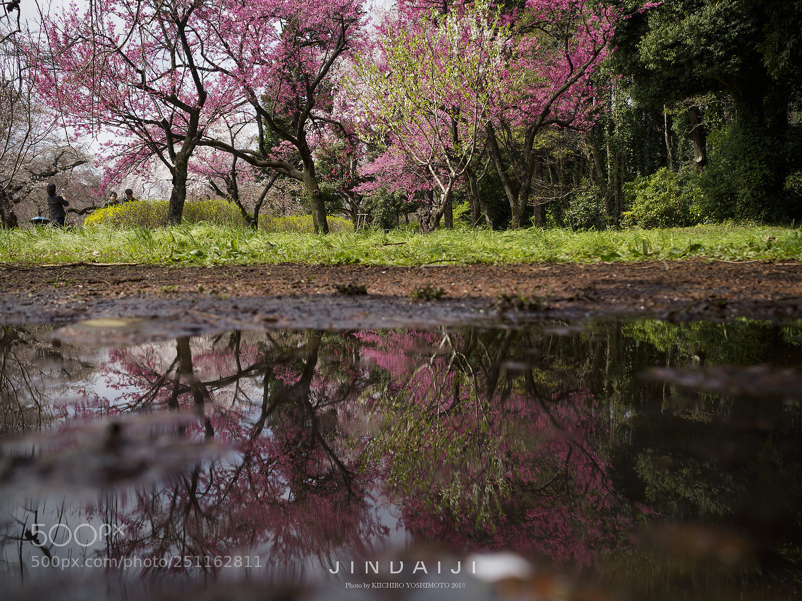 Olympus OM-D E-M1 Mark II sample photo. Cherry blossom photography
