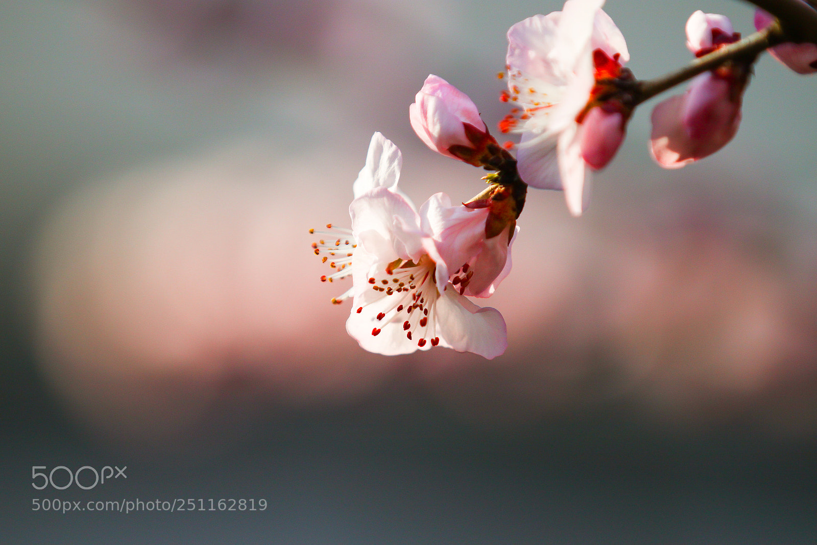 Canon EOS 500D (EOS Rebel T1i / EOS Kiss X3) sample photo. Peach blossom photography