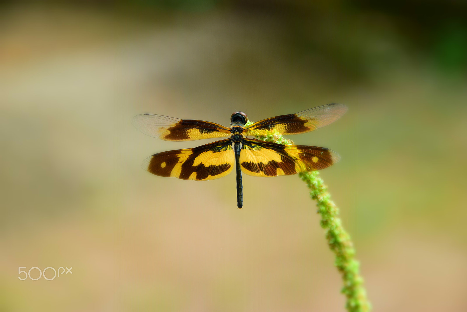 Nikon D5300 sample photo. Dragon fly 4 photography