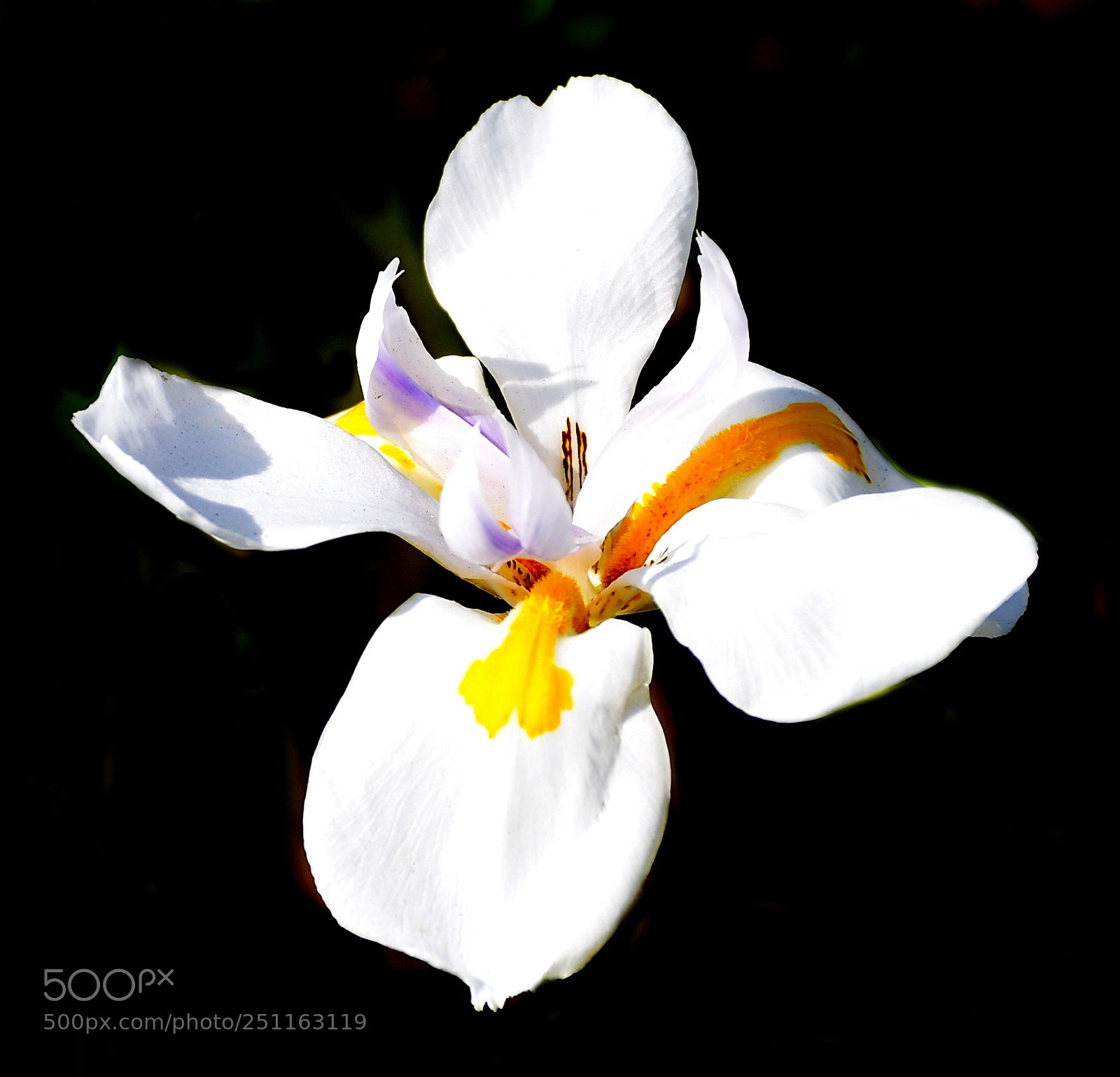 Nikon D7200 sample photo. A lovely white iris photography