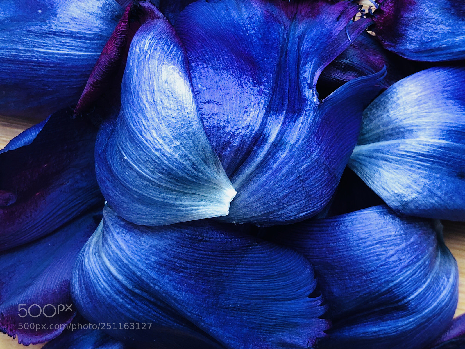 Apple iPhone X sample photo. Blue tulip flower leaves photography