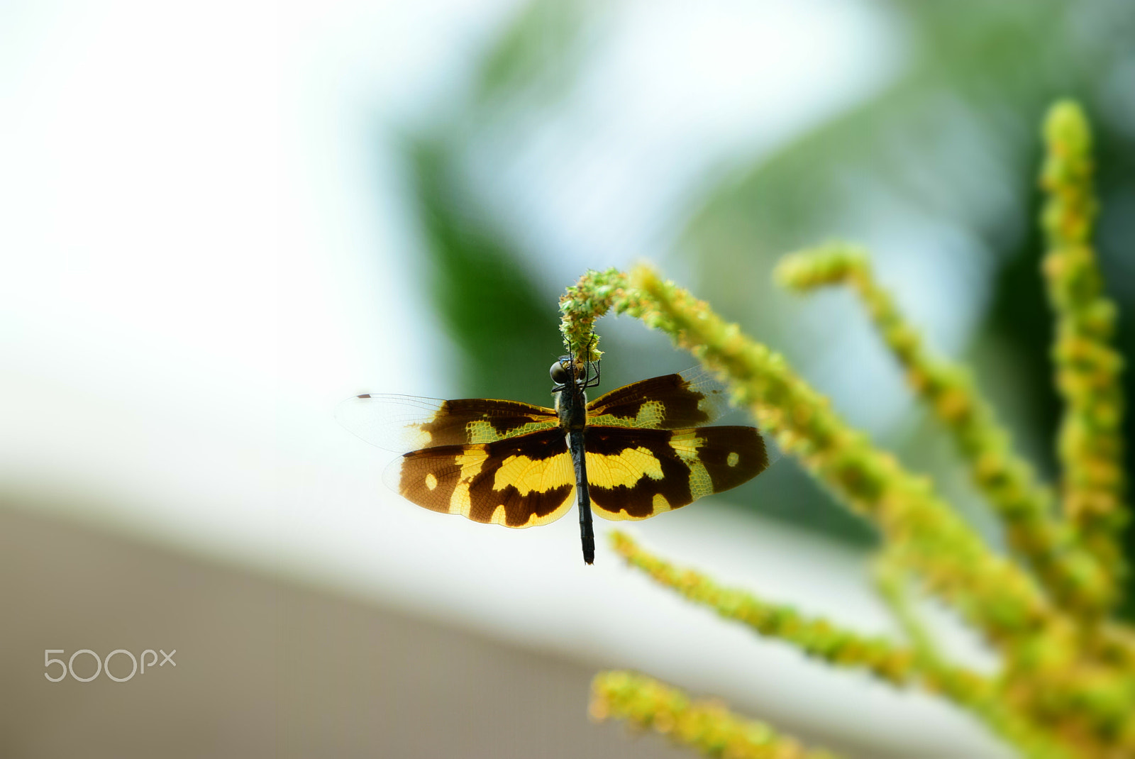 Nikon D5300 sample photo. Dragon fly 5 photography