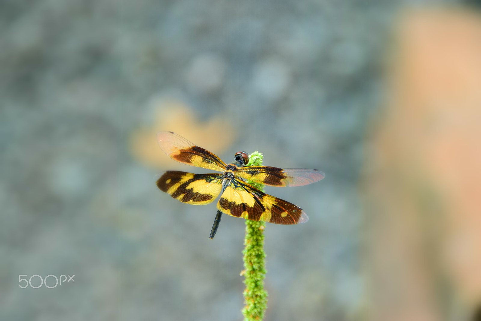 Nikon D5300 sample photo. Dragon fly 6 photography