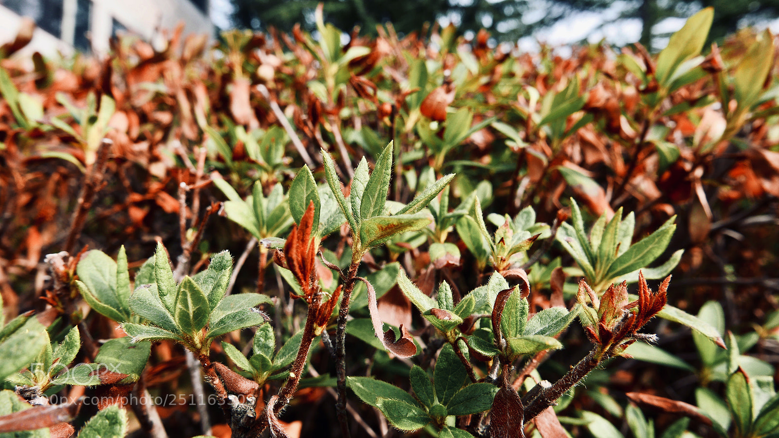 Panasonic Lumix DMC-LX100 sample photo. Old and new photography