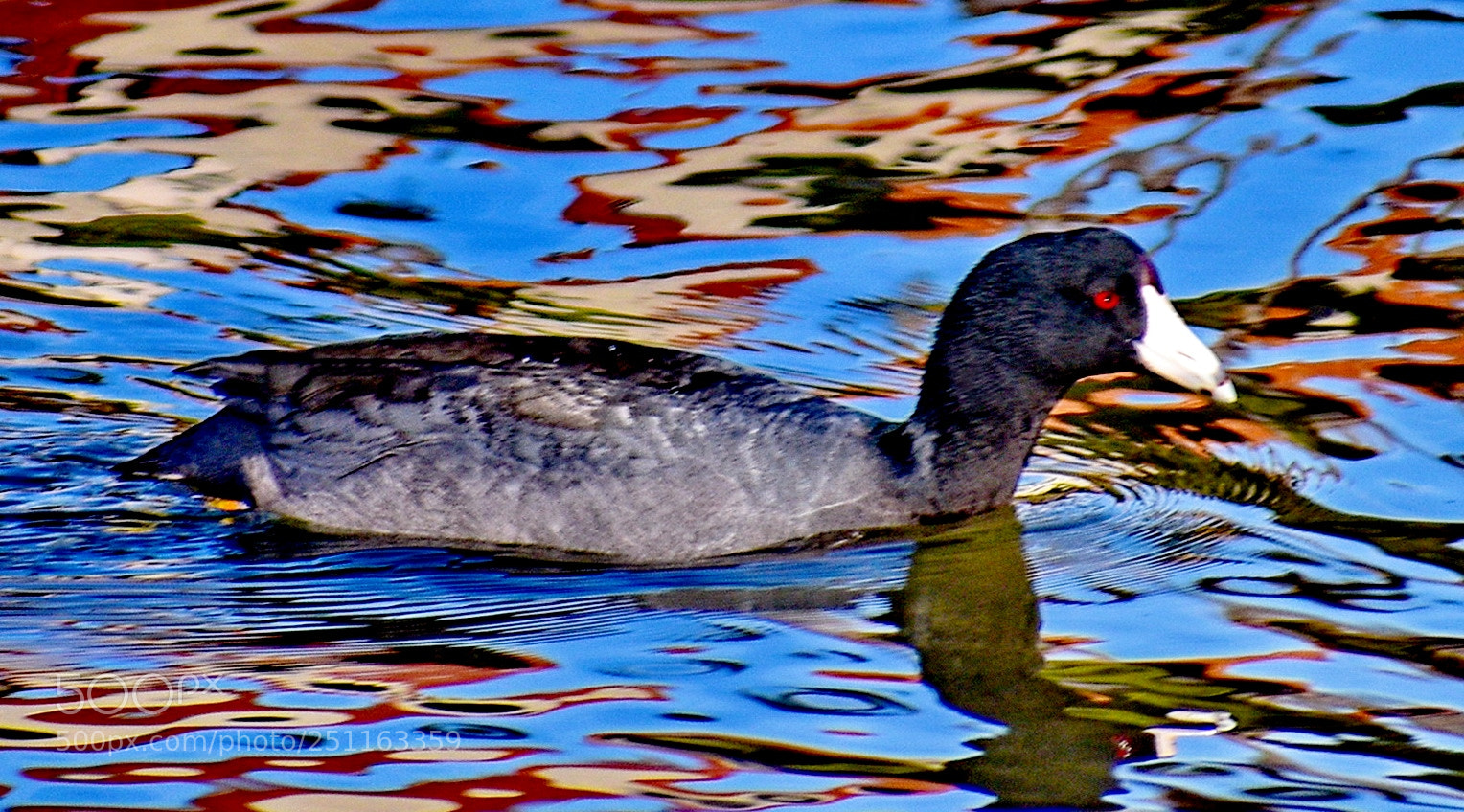 Nikon D7200 sample photo. A black seabird swimming photography