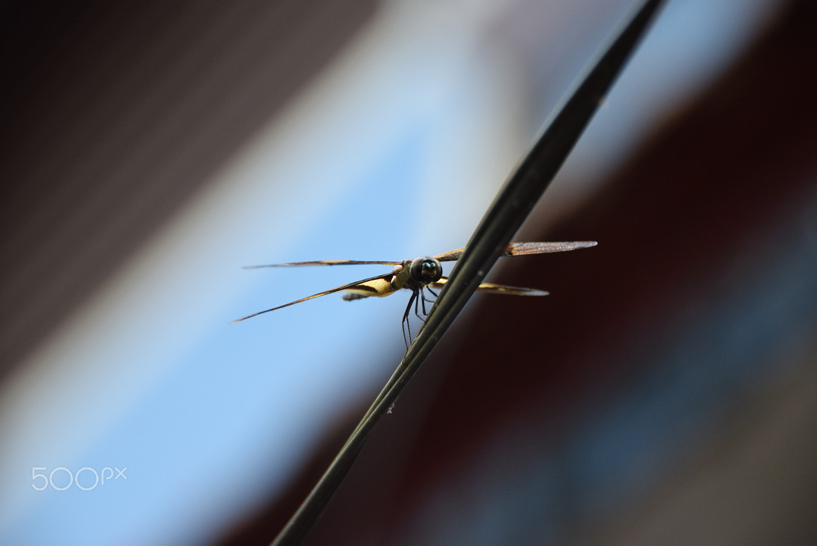Nikon D5300 sample photo. Dragon fly 8 photography