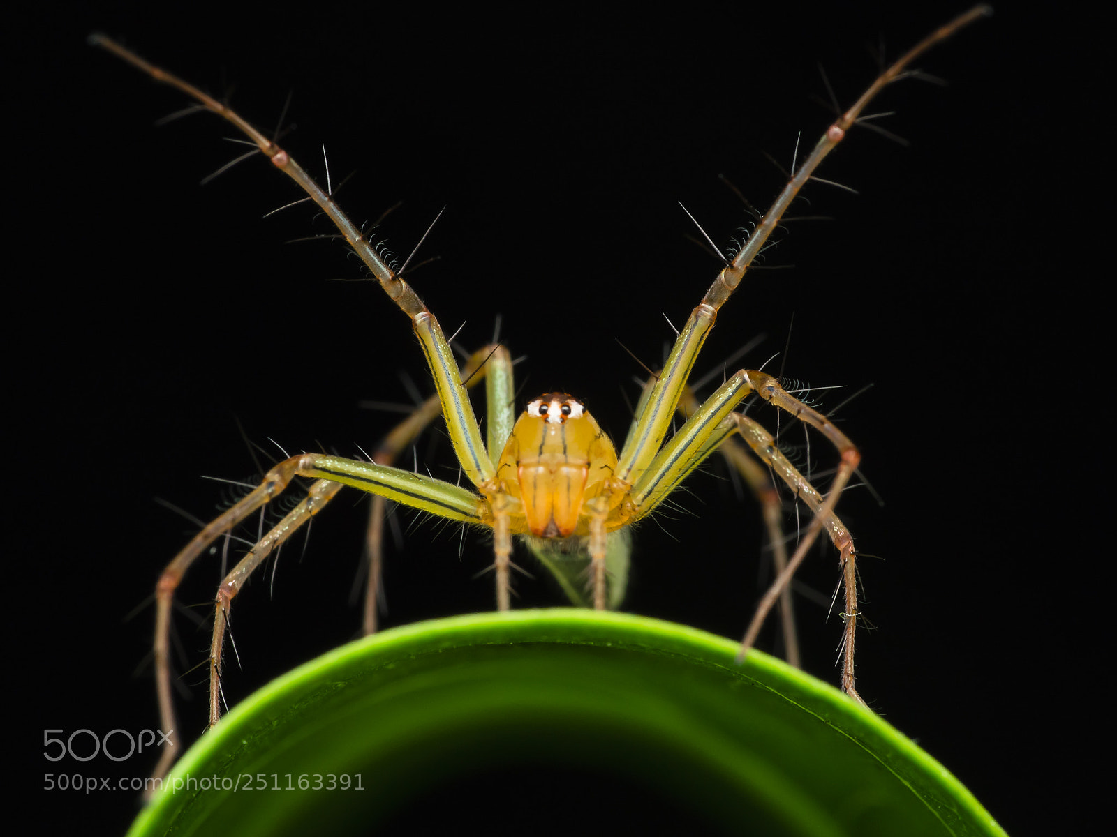 Olympus PEN-F sample photo. Green lynx spider photography