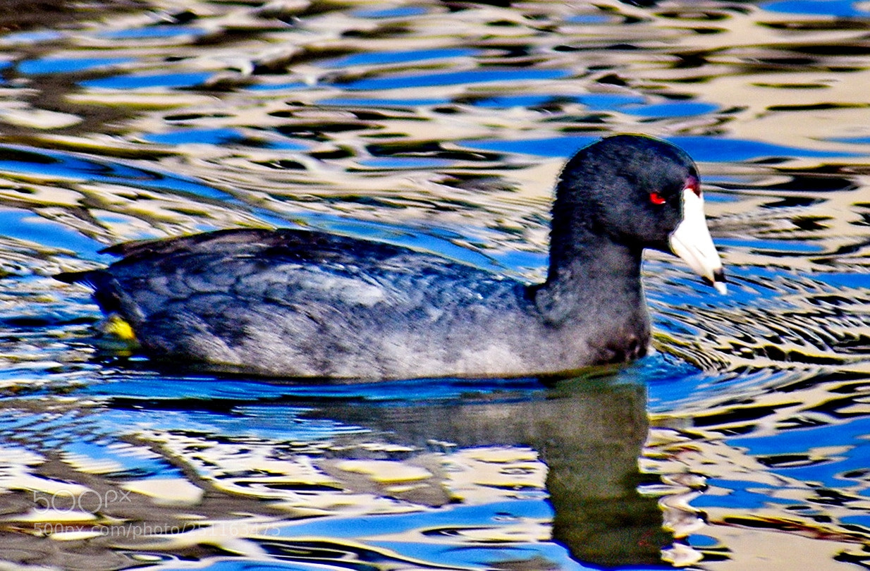 Nikon D7200 sample photo. A black seabird swimming photography