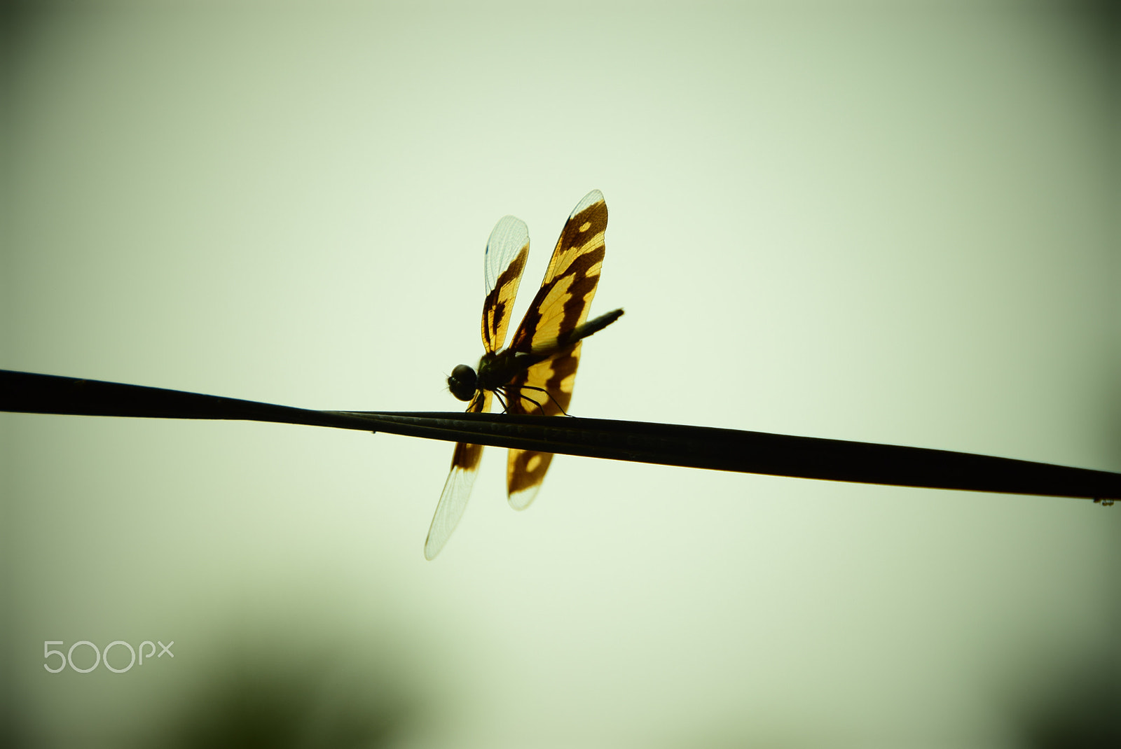 Nikon D5300 sample photo. Dragon fly 9 photography