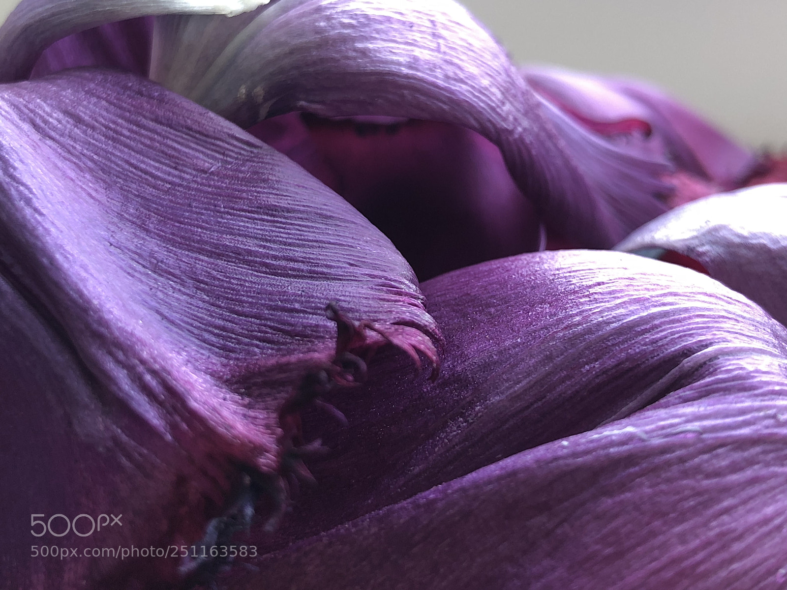 Apple iPhone X sample photo. Pink tulip leaves photography