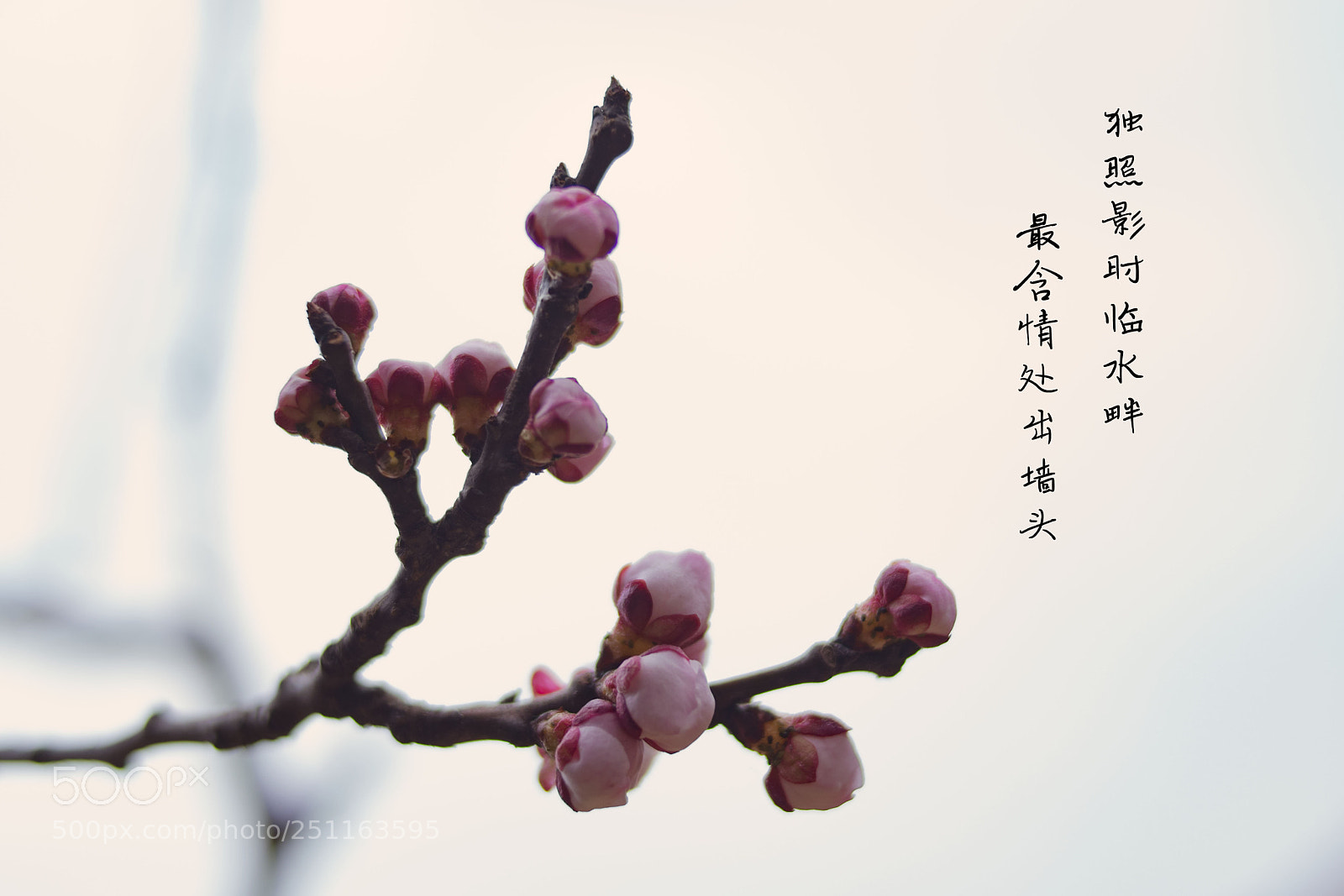 Nikon D5300 sample photo. Untitled photography