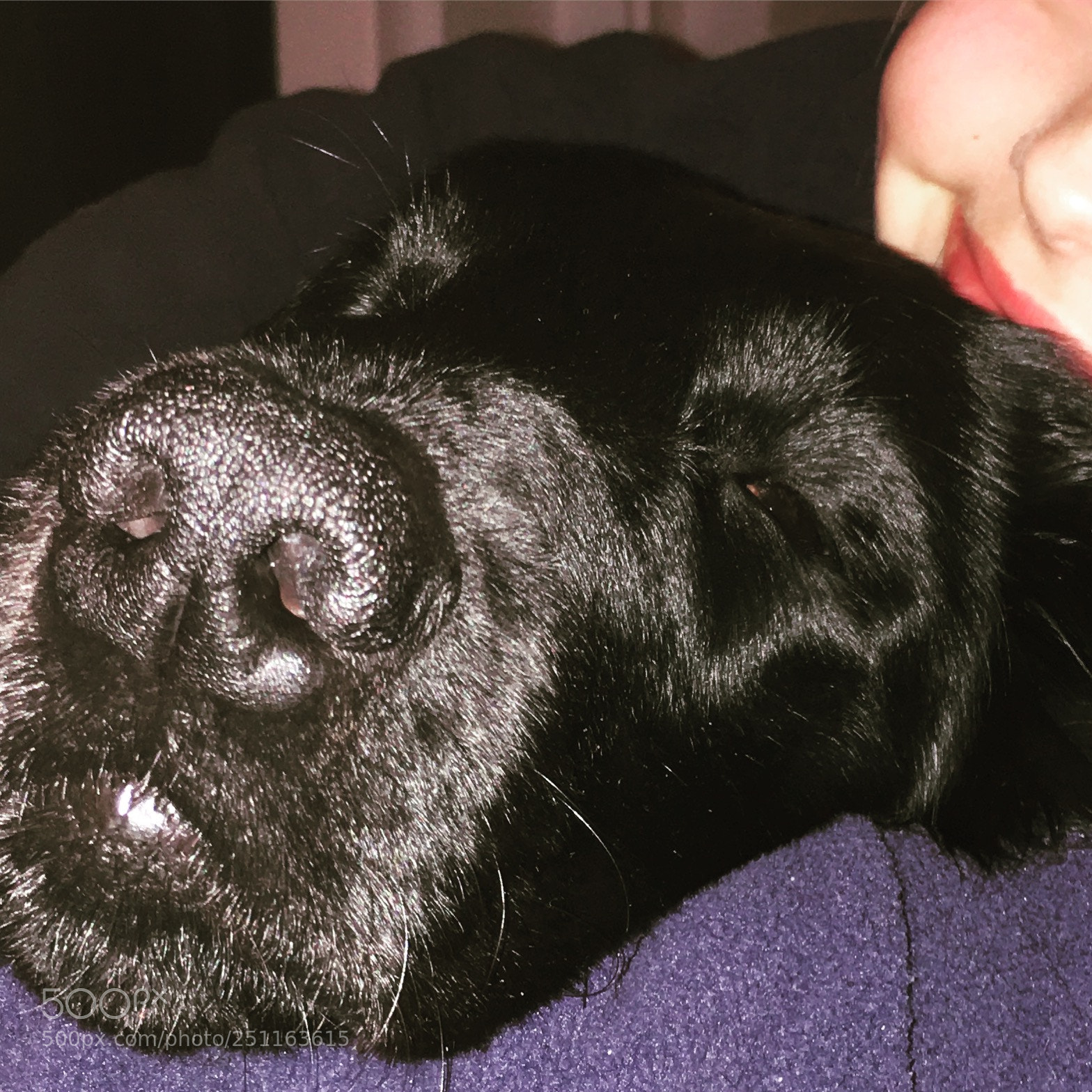 Apple iPhone 6s sample photo. Happy sleeping dog photography