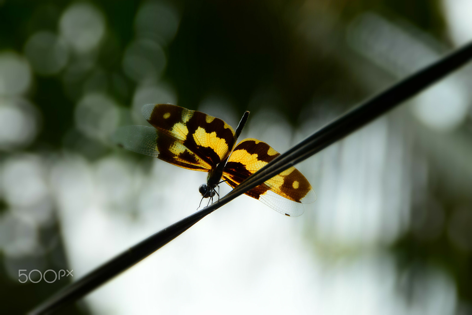 Nikon D5300 sample photo. Dragon fly 10 photography