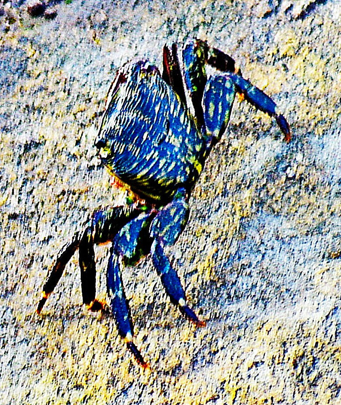 Nikon D7200 sample photo. A little crab walking photography