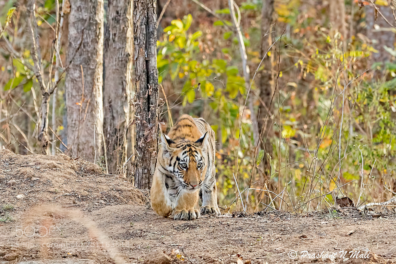 Canon EOS 7D Mark II sample photo. Tigercub photography