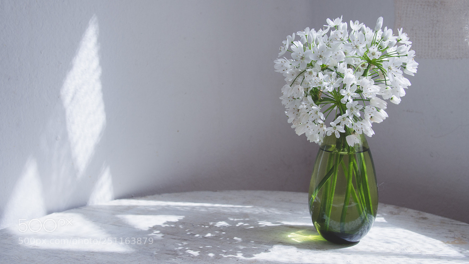 Olympus OM-D E-M5 sample photo. White flower photography