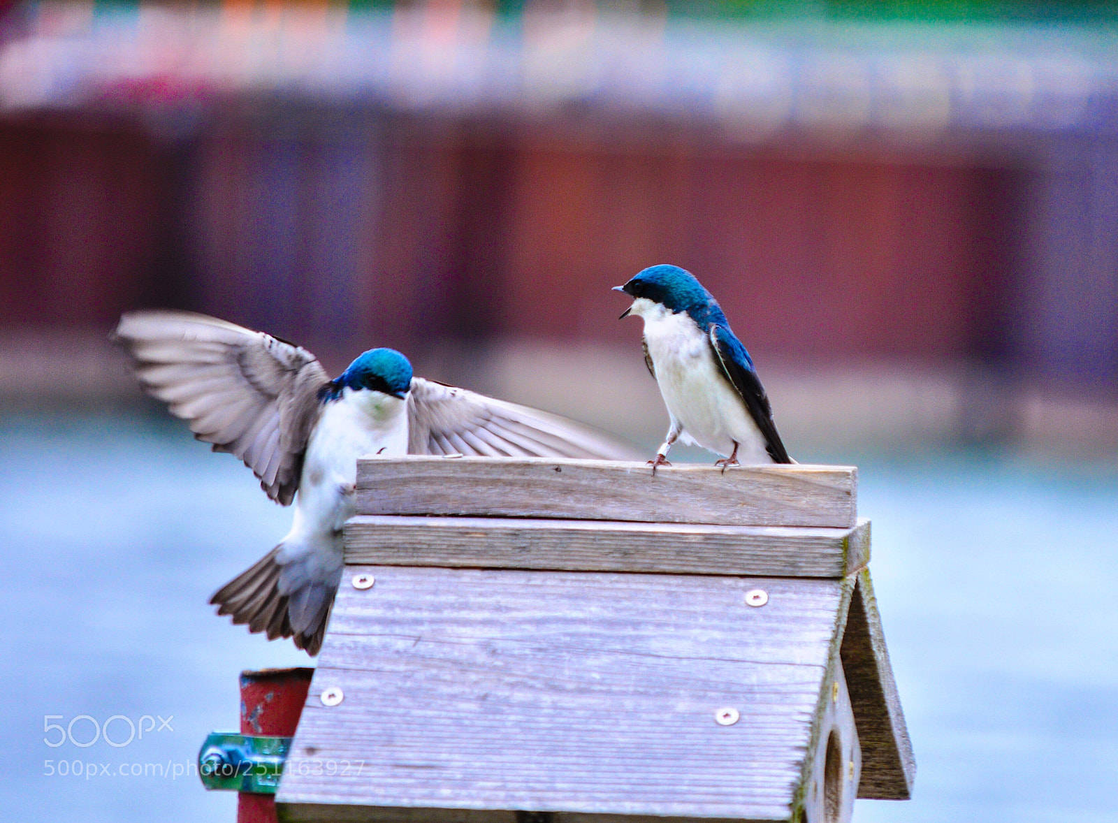 Nikon D90 sample photo. Untitled photography