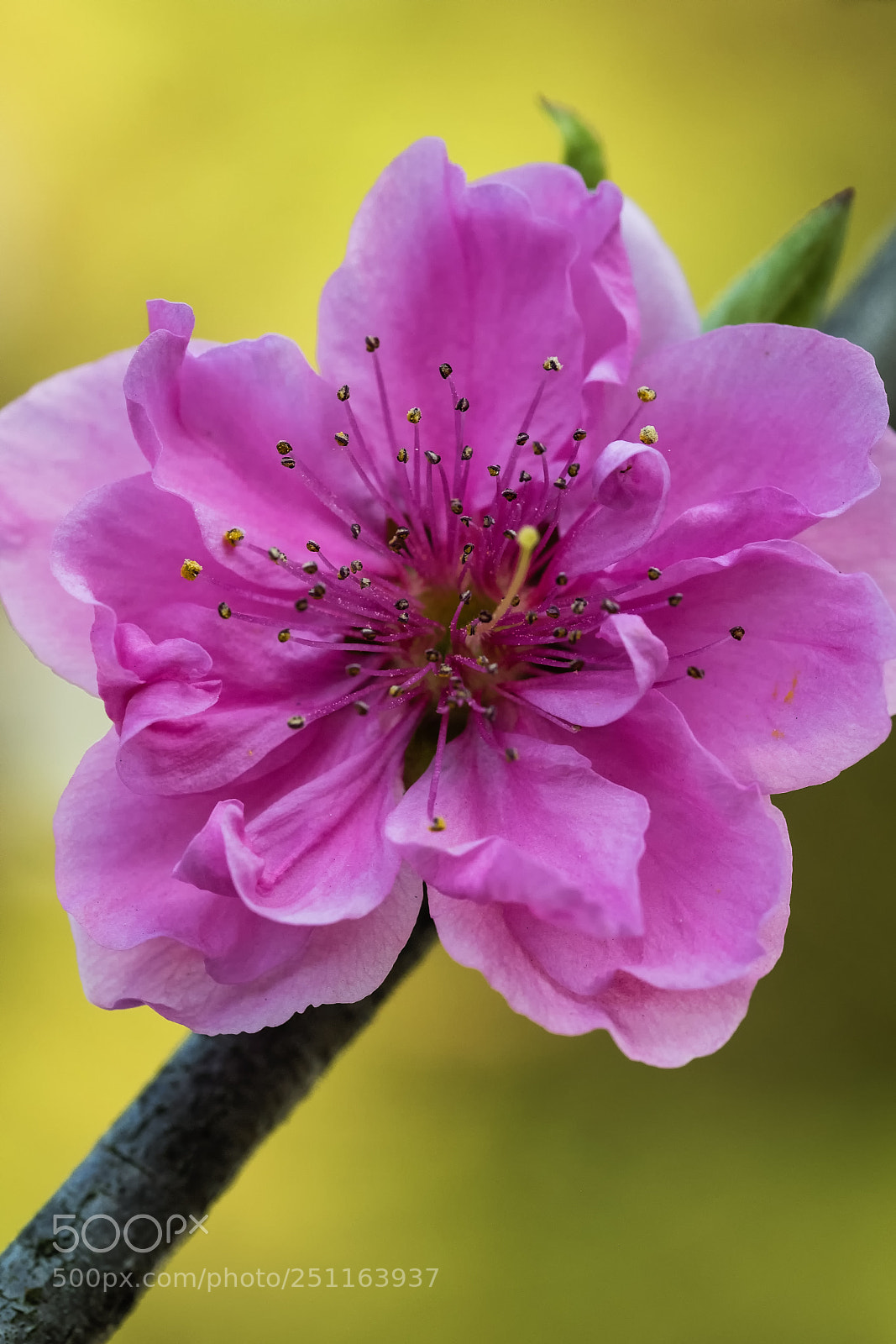 Fujifilm X-T2 sample photo. Gosho cherry blossom photography