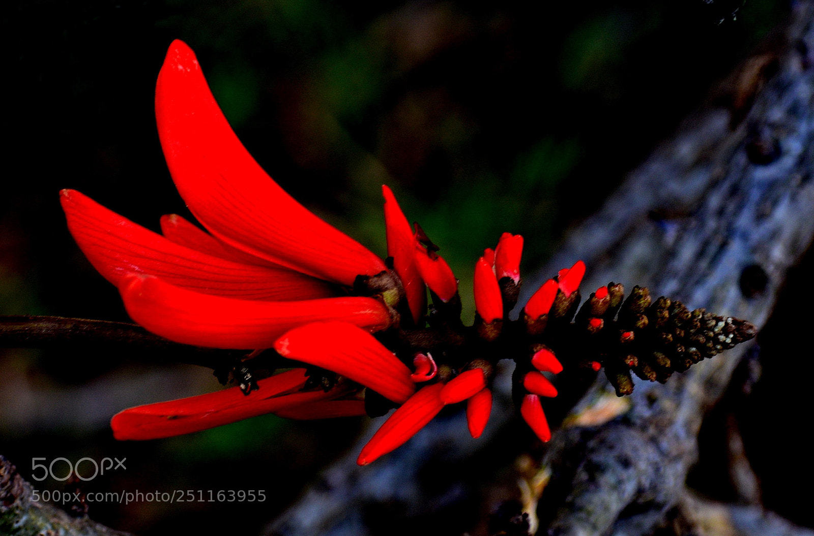 Nikon D7200 sample photo. A red pinecomb flower photography