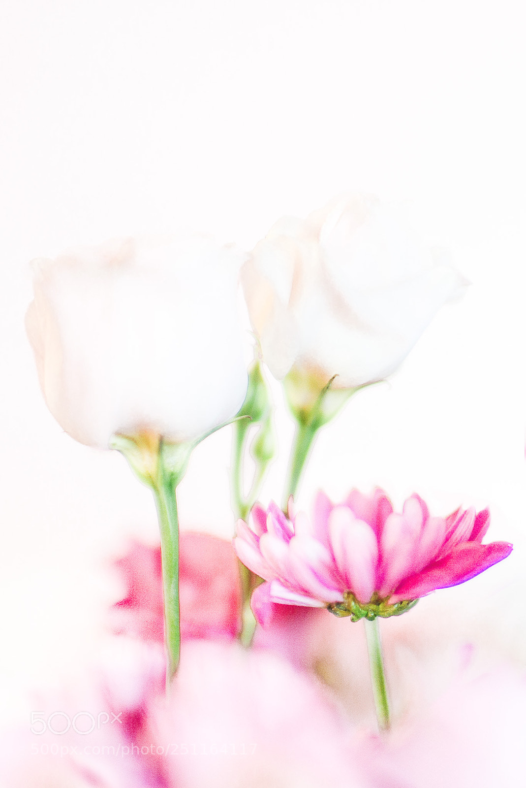 Leica M (Typ 240) sample photo. Flowers photography