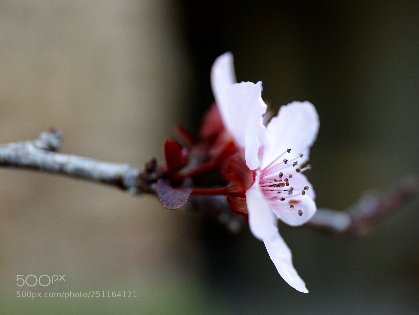 Canon EOS 5D Mark IV sample photo. Pink petal photography