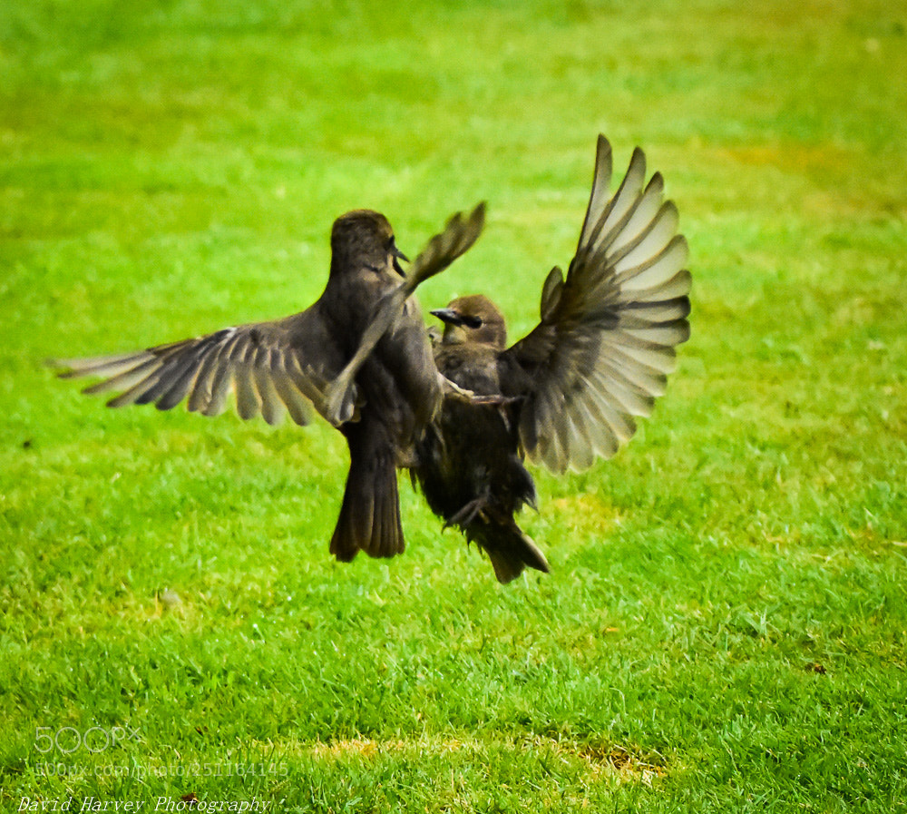 Nikon D7200 sample photo. Mid air fight photography