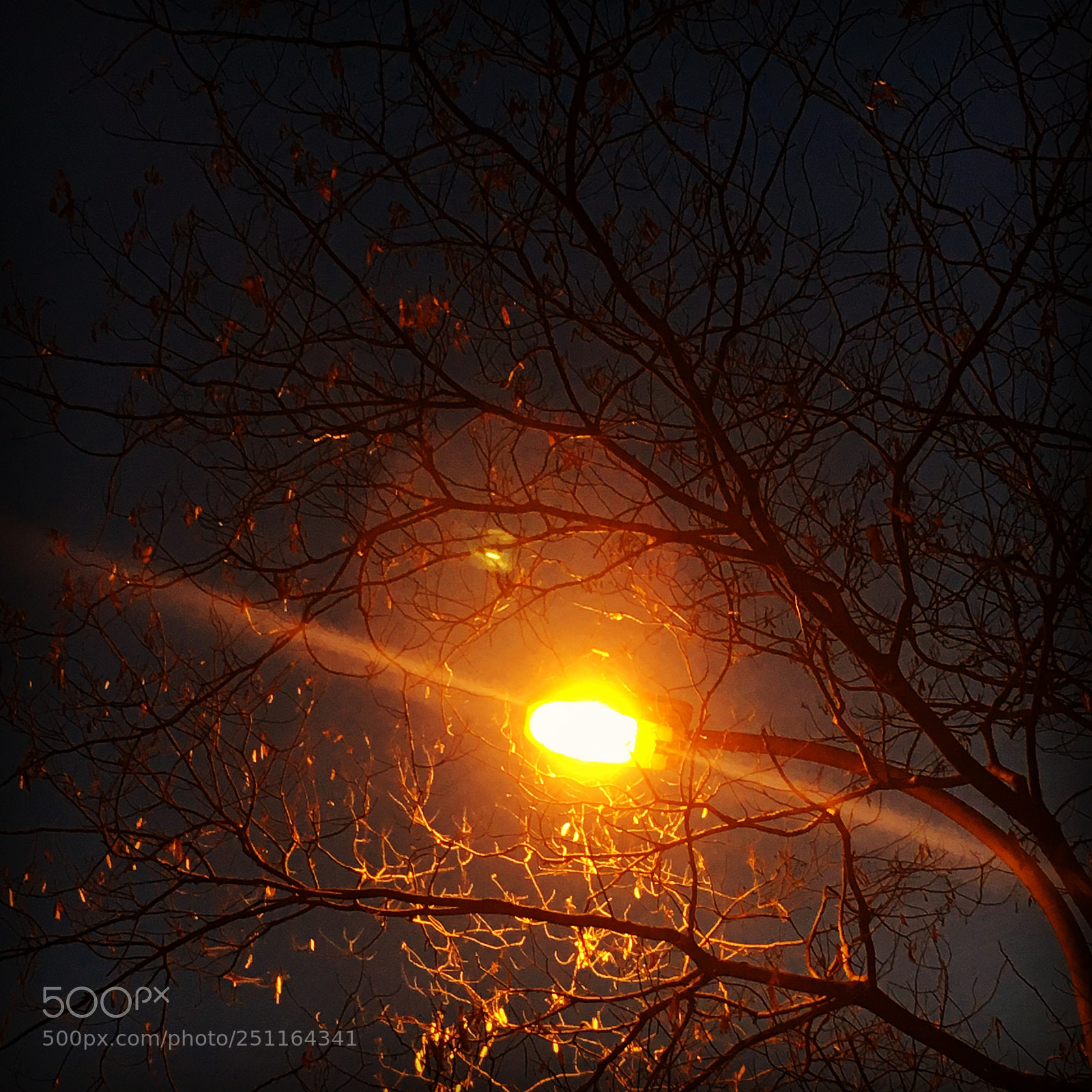 Apple iPhone 6s sample photo. Night tree photography