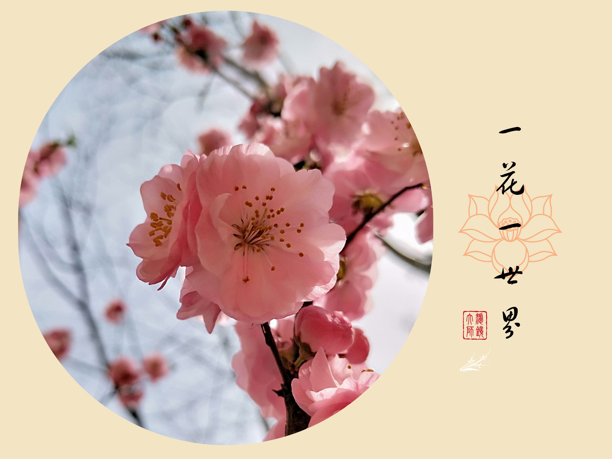 OPPO R11S sample photo. 一花一世界 photography
