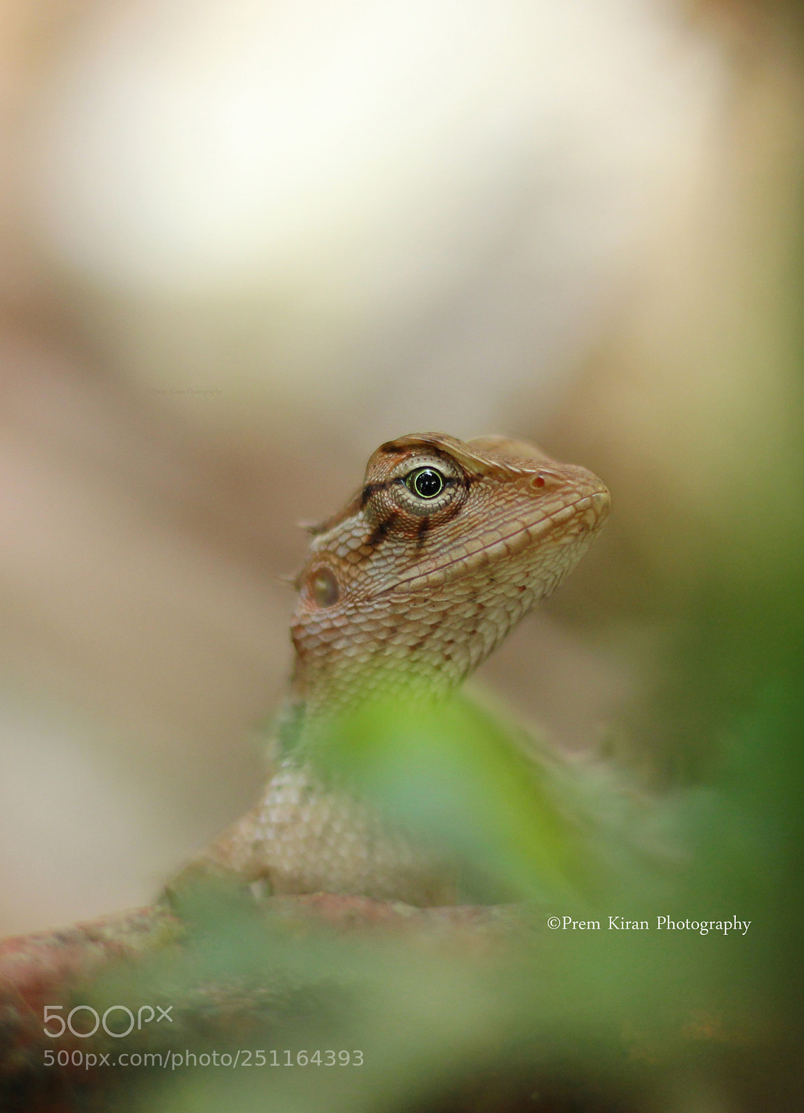 Canon EOS 600D (Rebel EOS T3i / EOS Kiss X5) sample photo. Lizard photography