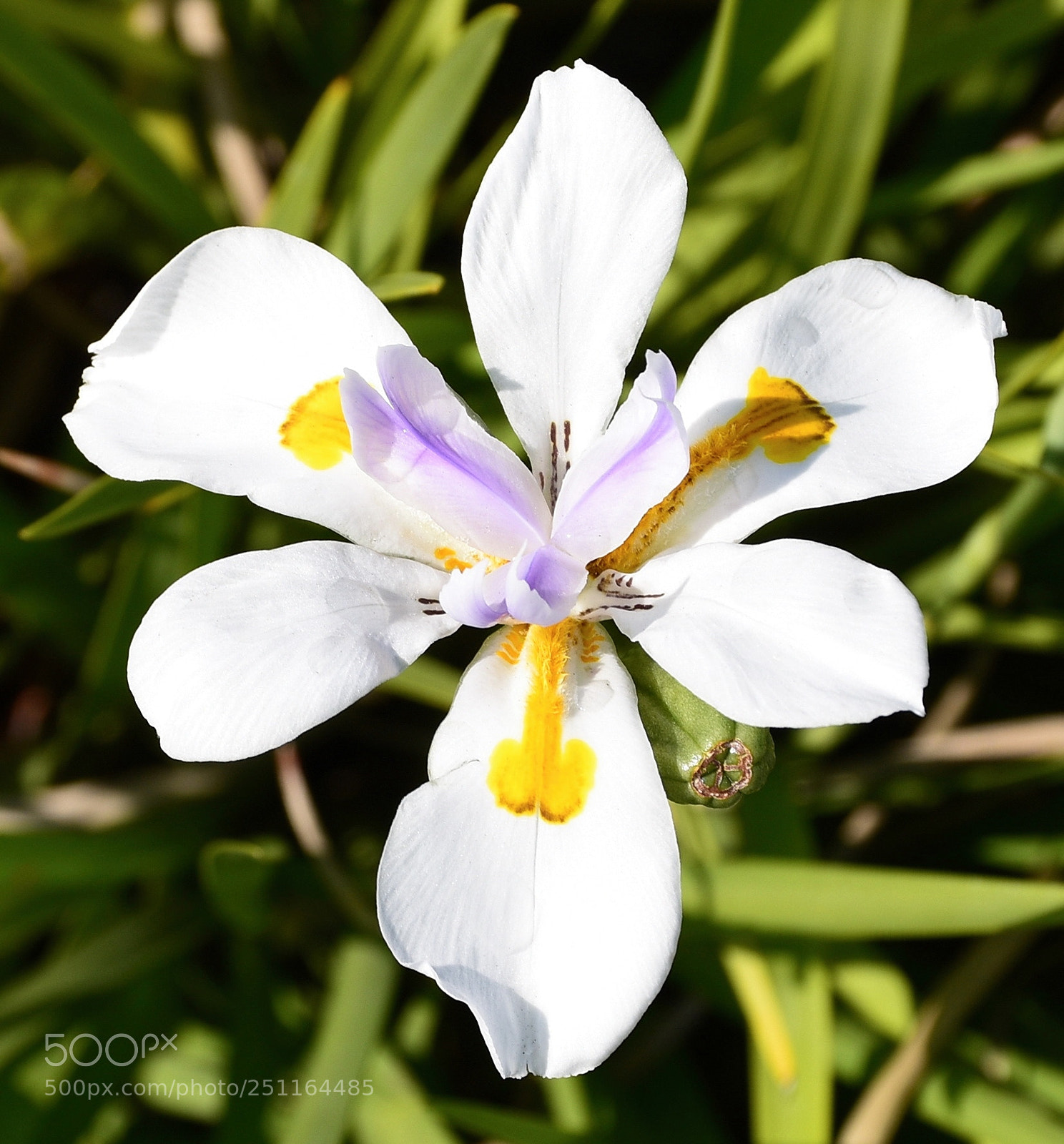 Nikon D7200 sample photo. Another white iris in photography