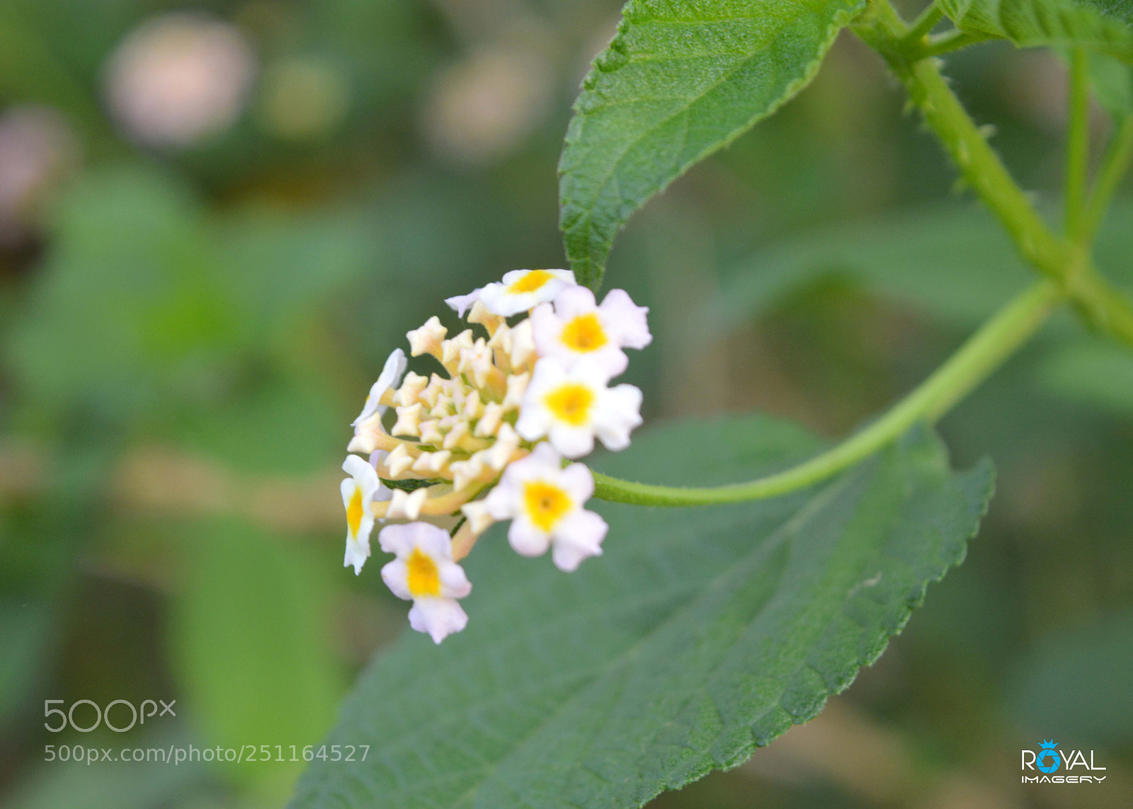 Nikon D3200 sample photo. Flower photography