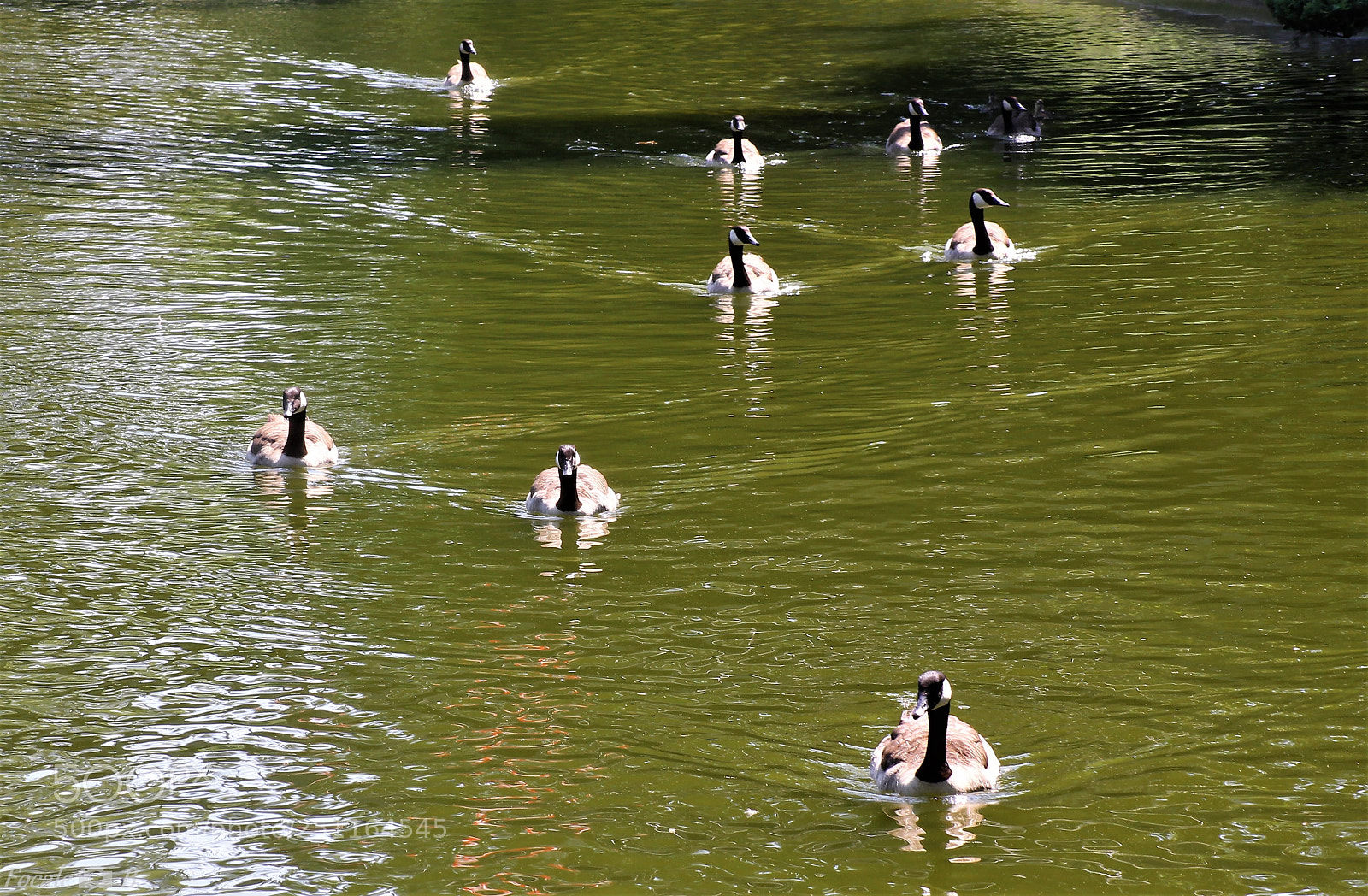 Canon EOS 1100D (EOS Rebel T3 / EOS Kiss X50) sample photo. Aquatic tic tac toe photography