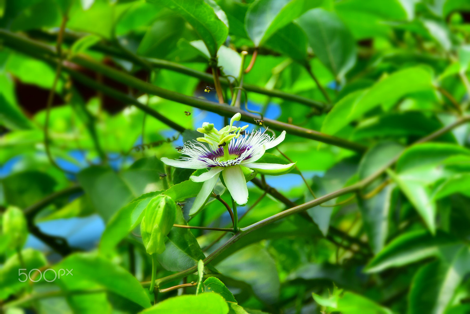 Nikon D5300 + Nikon AF-S DX Nikkor 18-200mm F3.5-5.6G ED VR II sample photo. Passion flower and bees photography