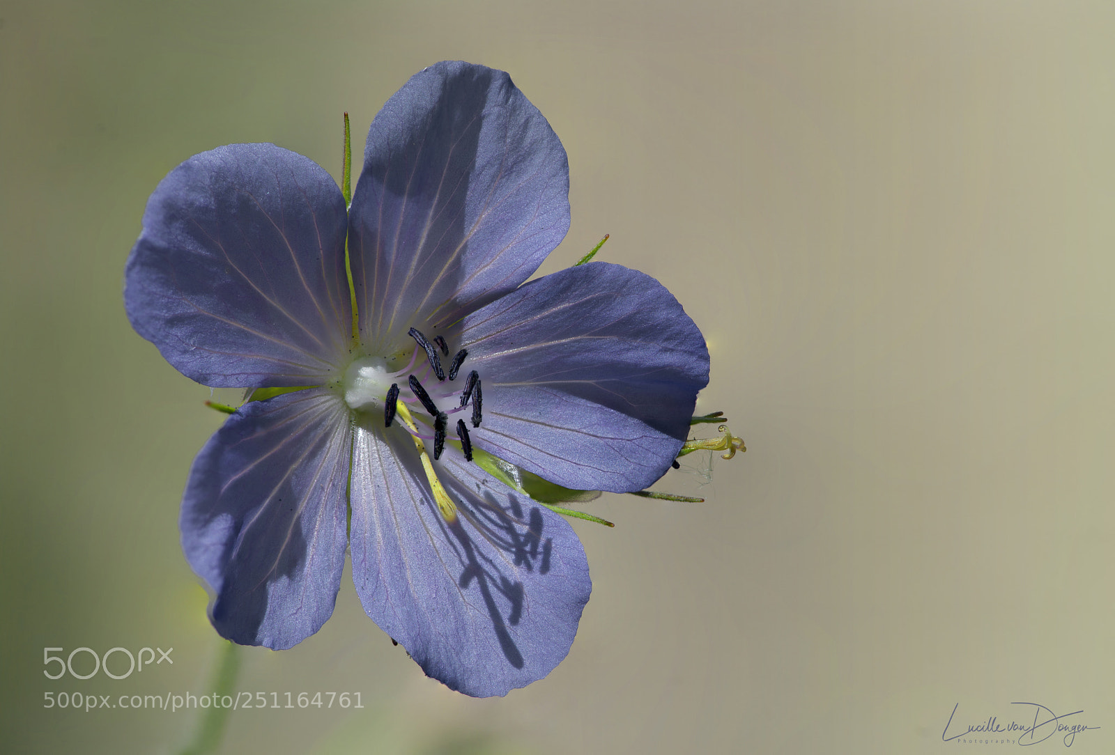 Nikon D610 sample photo. Pelargonium photography