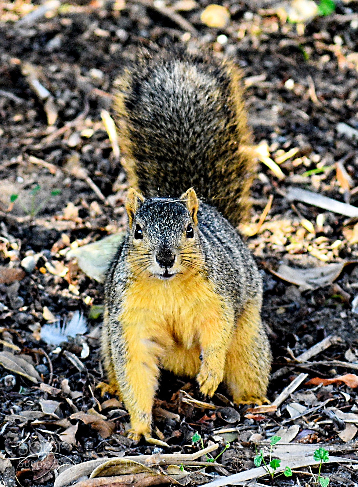 Nikon D7200 sample photo. A little squirrel saying photography