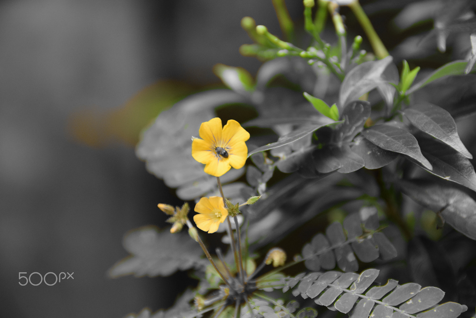 Nikon D5300 sample photo. Mukkutti and bees photography
