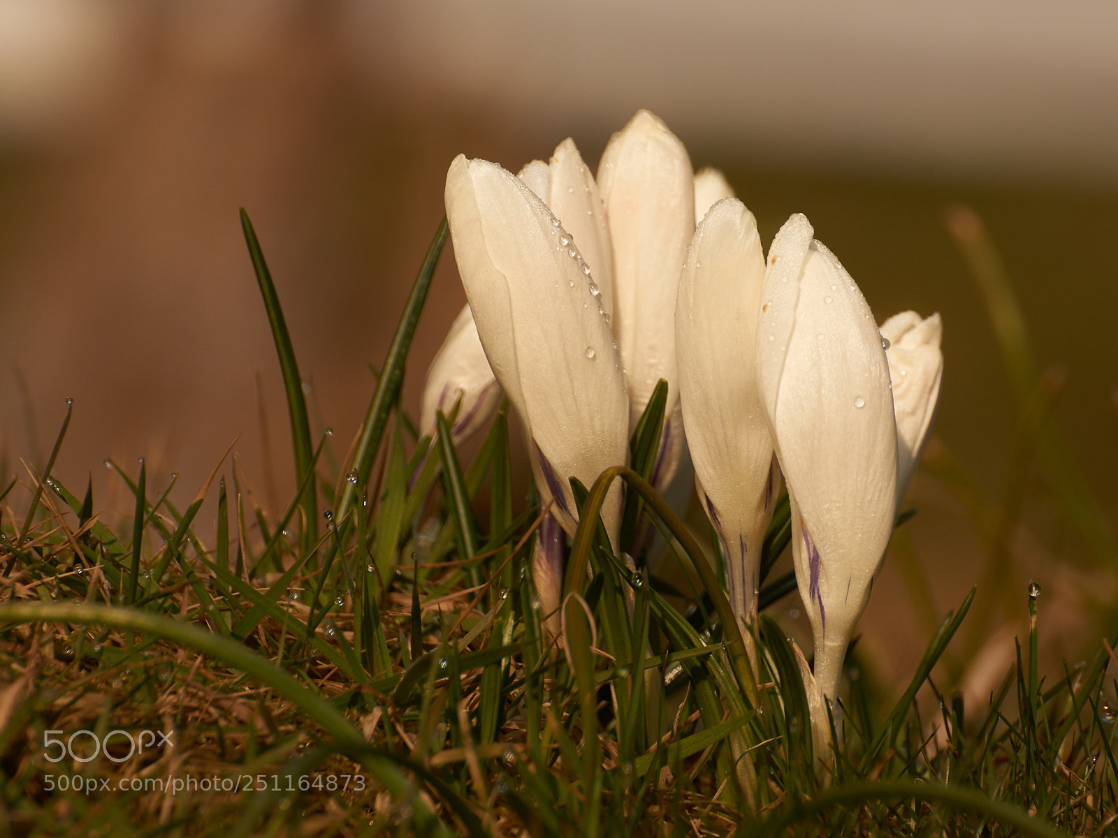 Sony SLT-A65 (SLT-A65V) sample photo. White crocus group photography